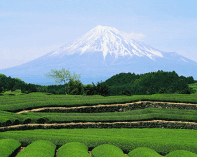 green tea field with mountain in background