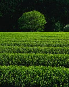 green tea field