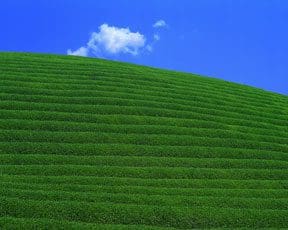 Green Tea Field