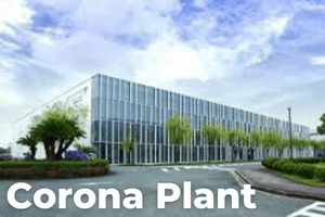 Tayio Corona Plant